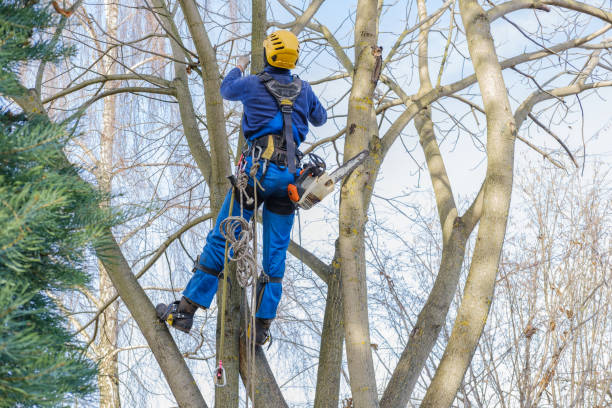 How Our Tree Care Process Works  in  Elmwood Park, NJ