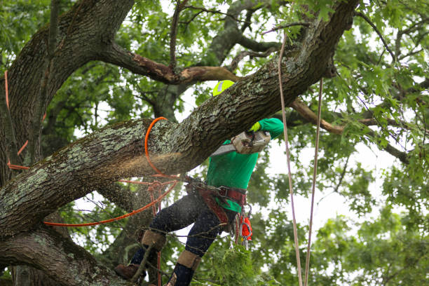 Trusted Elmwood Park, NJ Tree Care Experts